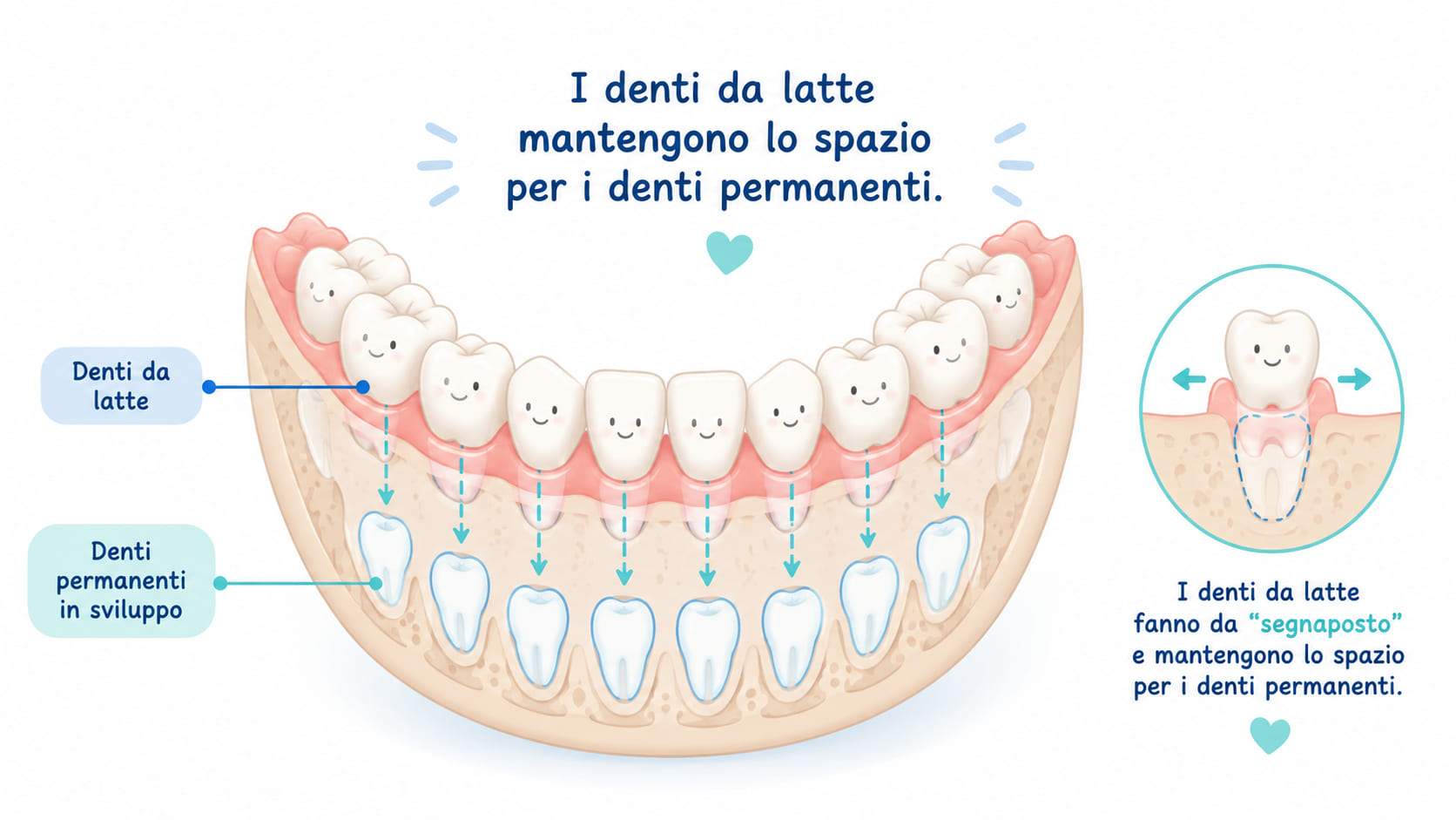 Schema: i denti da latte che tengono lo spazio ai definitivi.